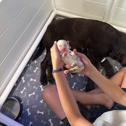 Number 2 - Yellow male Labrador Retriever puppy in Greenville, North Carolina from Gales Creek Labrador Retrievers