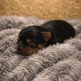 Karter - Black and tan male Yorkshire Terrier puppy in North Chesterfield, Virginia from YorkieLover