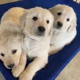 Golden Retriever Puppies from Tamarind Goldens