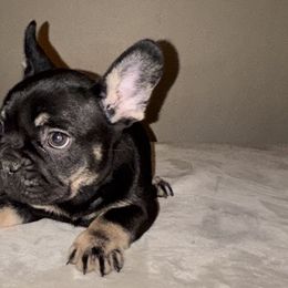 French Bulldogs from Millers kennel