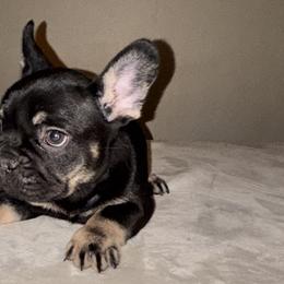 French Bulldogs from Millers kennel