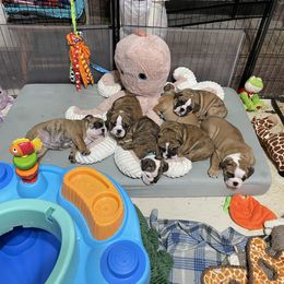 Bulldog Puppies from K & K Little Blessings
