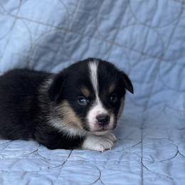 Ivan - Black and tan male Pembroke Welsh Corgi puppy in Hope, Arkansas from Foxy Knoll Farm