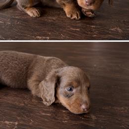 Green Boy - Fawn (isabella) and tan male Dachshund puppy in Kingston, Oklahoma from Texoma Doxies