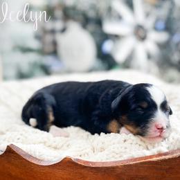 Icelyn - Tri-color female Bernedoodle puppy in Henry, Illinois from Rowe Farms Doodles