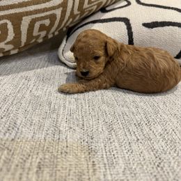 Fendi - Apricot female Poodle puppy in Queen Creek, Arizona from Prestigious Toy Poodles