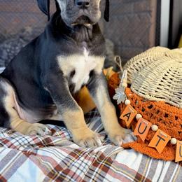 Sage - Black female Great Dane puppy in Ardmore, Alabama from Delta Danes