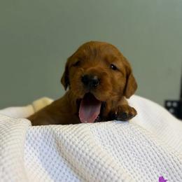 Kiwi - Dark golden female Golden Retriever puppy in Maysville, North Carolina from Gold Rush Retrievers