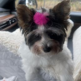 Biewer Terrier Puppies from Southern Star Biewers