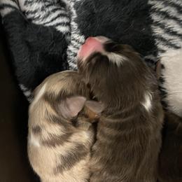 Toy Australian Shepherd Puppies from Loyal Litters Toy Australian Shepherds