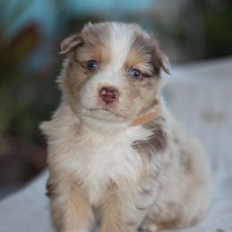 Mots - Red merle male Australian Shepherd puppy in Bloomington, California from Oro’z Farm Aussies