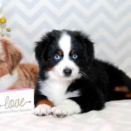 Miniature Australian Shepherd Puppies from Parsons Place Aussies