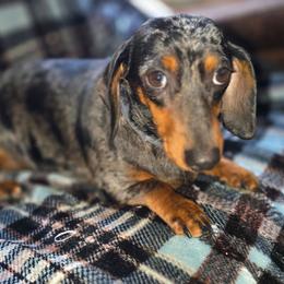Dachshund puppies from Rosies Doxies and Poodles CKC