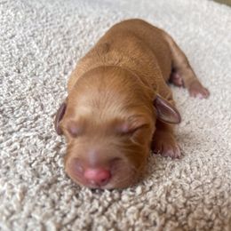 Sonny - Golden male Golden Retriever puppy in Wellington, Colorado from High Country Golden Retrievers