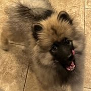 Keeshond puppies from Legacy Equestrian  & Keeshonden