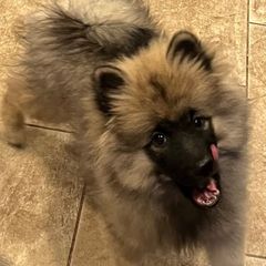 Keeshond puppies from Legacy Equestrian  & Keeshonden
