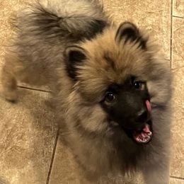 Keeshond puppies from Legacy Equestrian  & Keeshonden