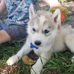 German Shepherd and Siberian Husky Puppies from Sininger Lagoon