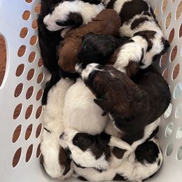 Saint Berdoodle Puppies from Darling St Berdoodles