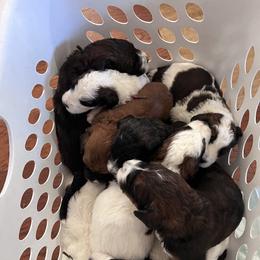 Saint Berdoodle Puppies from Darling St Berdoodles