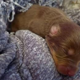 Fern - Red tri female Miniature Australian Shepherd puppy in Willard, Missouri from Stoney Brook Aussies