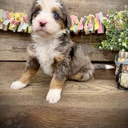 Aspen - Blue merle female Bernedoodle puppy in Idaho from Bernese By Barzees