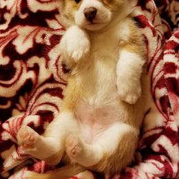 Pembroke Welsh Corgi Puppies from Whimsical Treasure Corgis