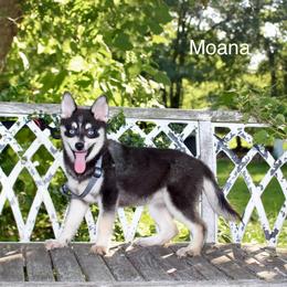 Moana - Black and white female Pomsky puppy in Murfreesboro, Tennessee from Middle Tennessee Pomskies