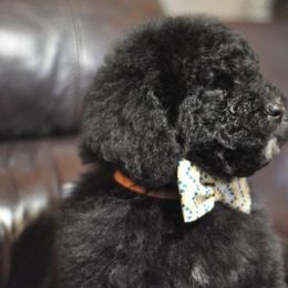 Bernedoodle, Goldendoodle, Aussiedoodle, and Poodle Puppies from Timber Hills Poodles and Doodles