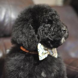 Bernedoodle, Goldendoodle, Aussiedoodle, and Poodle Puppies from Timber Hills Poodles and Doodles