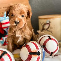 Chip - Red  male Goldendoodle puppy in Garden Grove, California from Sunkissed Doodles