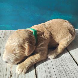 Koda - Caramel cream male Labradoodle puppy in Apache Junction, Arizona from Loving Doodle