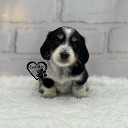 Darla - Black and cream female Dachshund puppy in Nashville, Arkansas from Cuddles n Curls