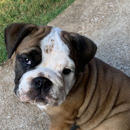 Bulldogs from Frankie's Bulldogs