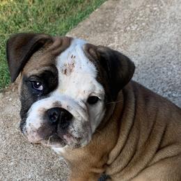 Bulldogs from Frankie's Bulldogs