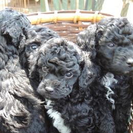 Poodles from Windswept Kennel Miniature Poodles