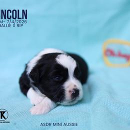 Lincoln - BTM - Black tri male Miniature Australian Shepherd puppy in Nacogdoches, Texas from TK Standard, Mini, & Toy Aussies