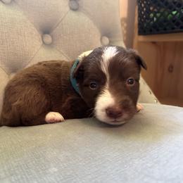 Border Collie Puppies from Athena’s Collies