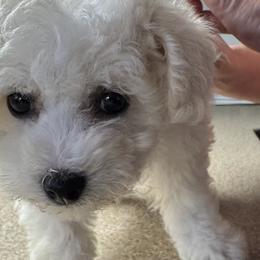 Bichon Frises from Bichons Of Hampstead