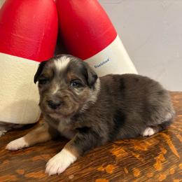 Grinch - Blue merle male Miniature Australian Shepherd puppy in North Lakeport, California from Wild Rose Ranch