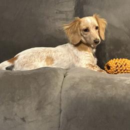 Lucy - Dachshund