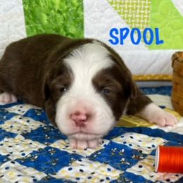 SPOOL - Red tri Miniature Australian Shepherd puppy in Elgin, Illinois from Beaman Aussie Pride