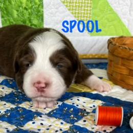 SPOOL - Red tri Miniature Australian Shepherd puppy in Elgin, Illinois from Beaman Aussie Pride