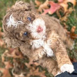 Woody - Chocolate merle male Bernedoodle puppy in Lincoln, Nebraska from GRand Doodles