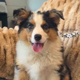 Birdie - Blue merle female Miniature Australian Shepherd puppy in Vinemont, Alabama from Cotton Country Kennels