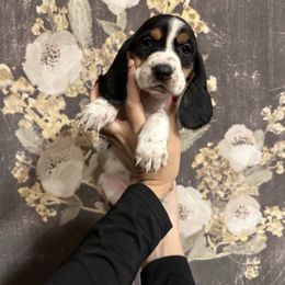 Jasmine - Black brown and white female Basset Hound puppy in Jacksonville, Florida from Craven Bassets
