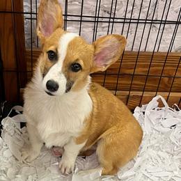 Tootsie - Red female Pembroke Welsh Corgi puppy in Hope, Arkansas from Foxy Knoll Farm
