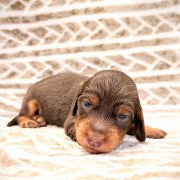 Storm - Black and tan male Dachshund puppy in Southwest Ranches, Florida from Breezy Florida Dachshunds