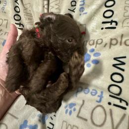 Zeus - Liver male Miniature Schnauzer puppy in Orlando, Florida from Central Florida CKC Miniature Schnauzer Breeders