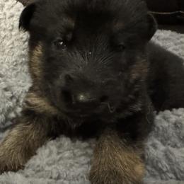 German Shepherd Puppies from Brooks High Quality Breeders